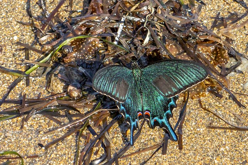 Курильская бабочка photo preview