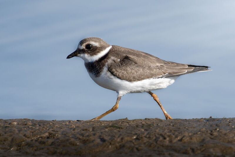 wildlife, birdwatching, nature, bird photography, птица, фотоохота, природа, галстучник, зуек  Галстучник (лат. Charadrius hiaticula)photo preview