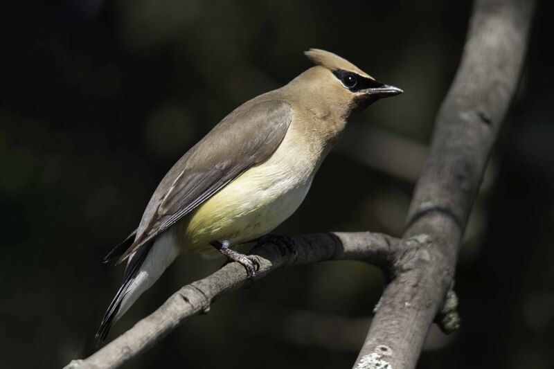 Ceder waxwingphoto preview
