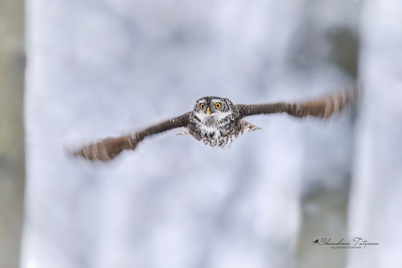 сова, воробьиный сыч Полет сычикаphoto preview