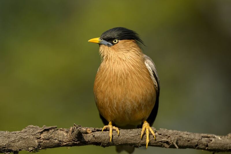 Браминский скворецphoto preview