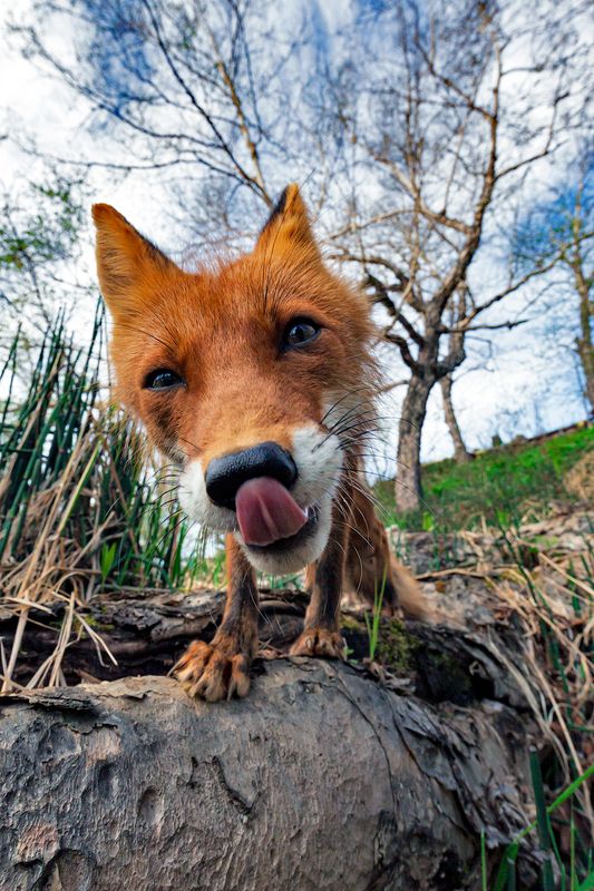 камчатка лиса photo preview