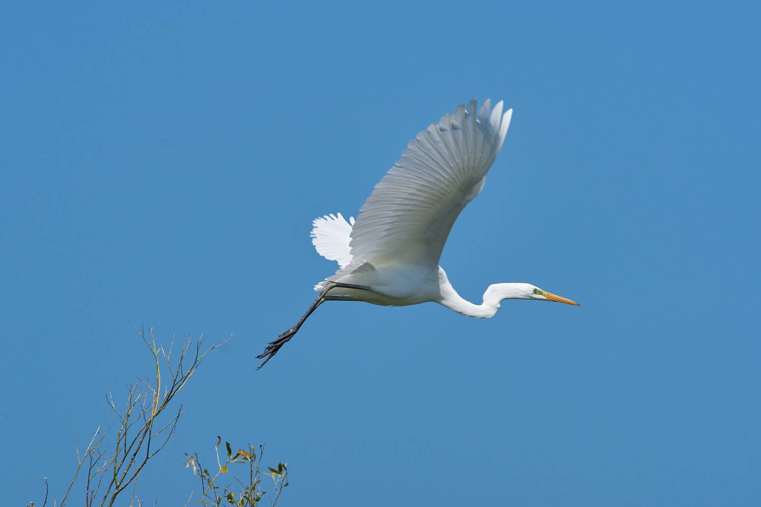 Большая белая цапля. Автор: Павел Сторчилов Большая белая цапля, цапля, , Павел Сторчилов