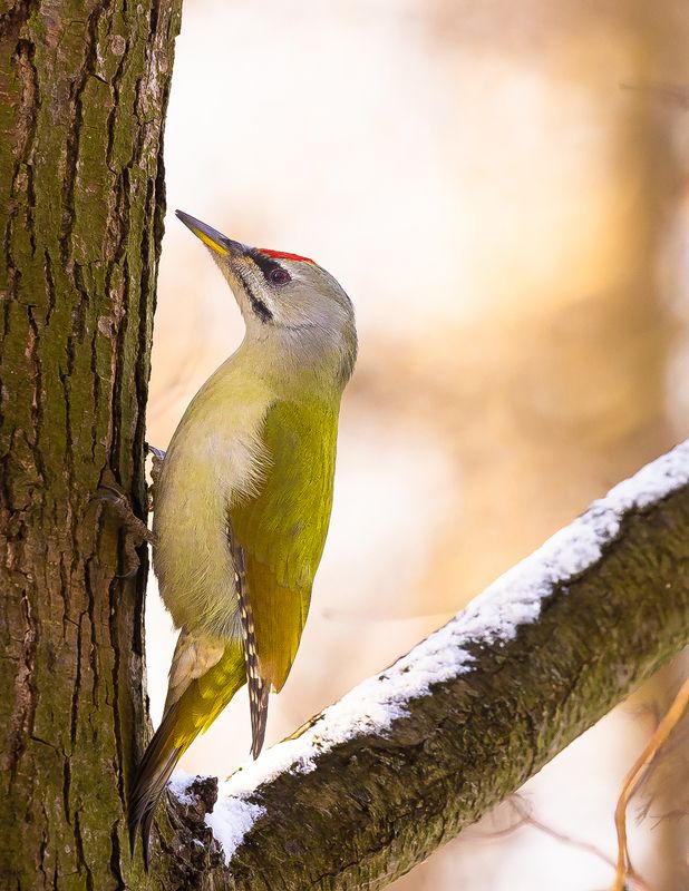 Gray-headed Woodpeckerphoto preview