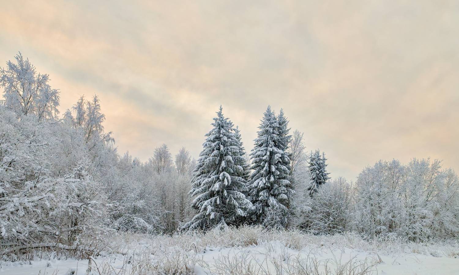 снег ель лес лужайка, Igor Shishpanov