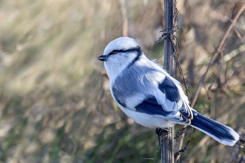 птица, князёк, белаялазоревка, Князёк.photo preview