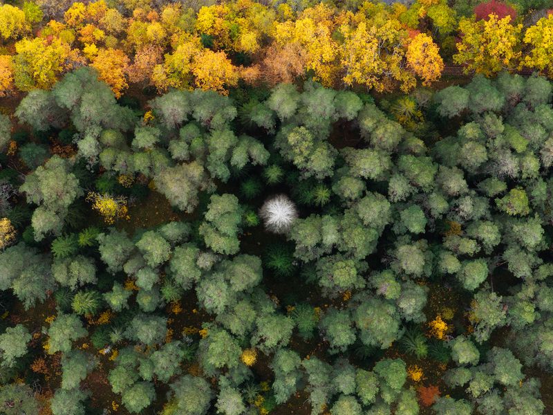 Валаам Валаамские фактурыphoto preview