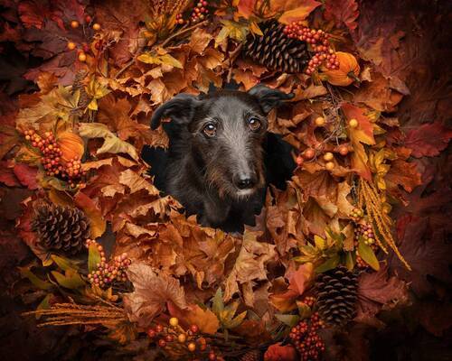 WoofPix Pet Photography