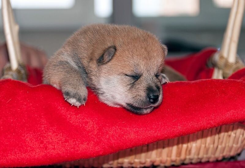 Декабрьскийphoto preview