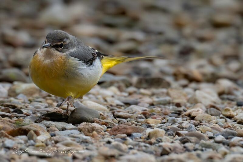 Birds, Nature, Wildlife Nature | Wildlife Photography | Adventurephoto preview