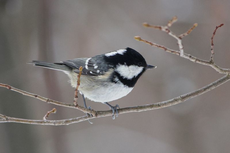 синица, московка, чёрная синица, синица-московка, моховка, periparus ater Московка (Periparus ater)photo preview
