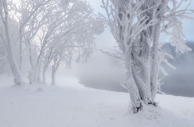 зима, мороз, енисей, сибирь, деревья, река, изморозь Зимнее безмолвие фото превью