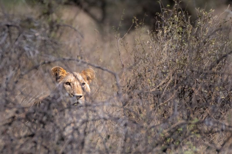 История одной неудачной охоты в парке Самбуру.photo preview