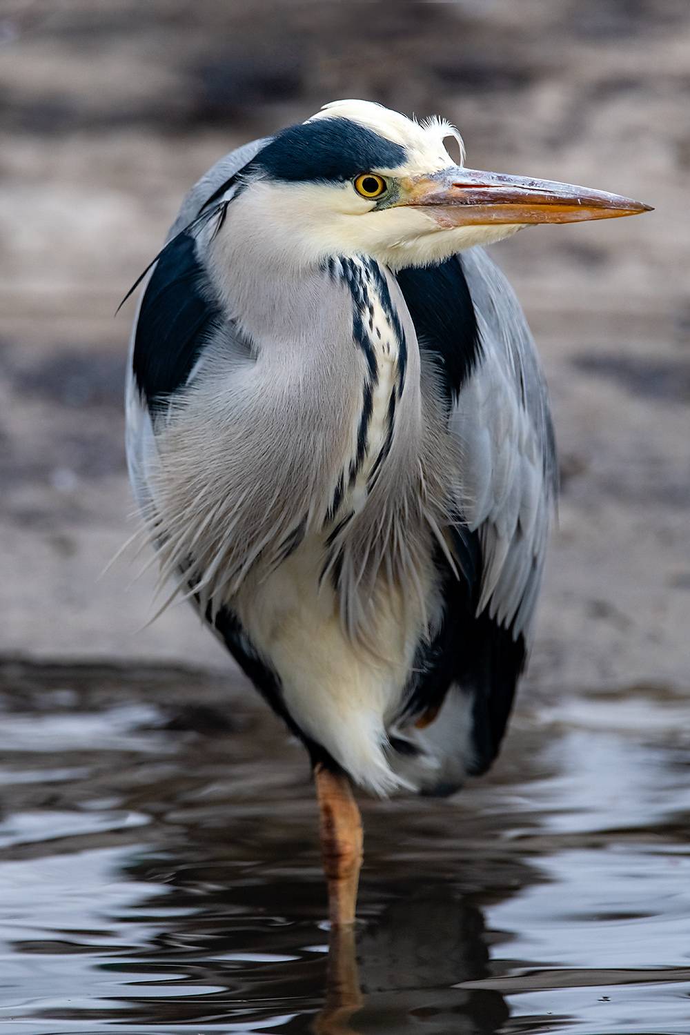 , Абросимов Александр