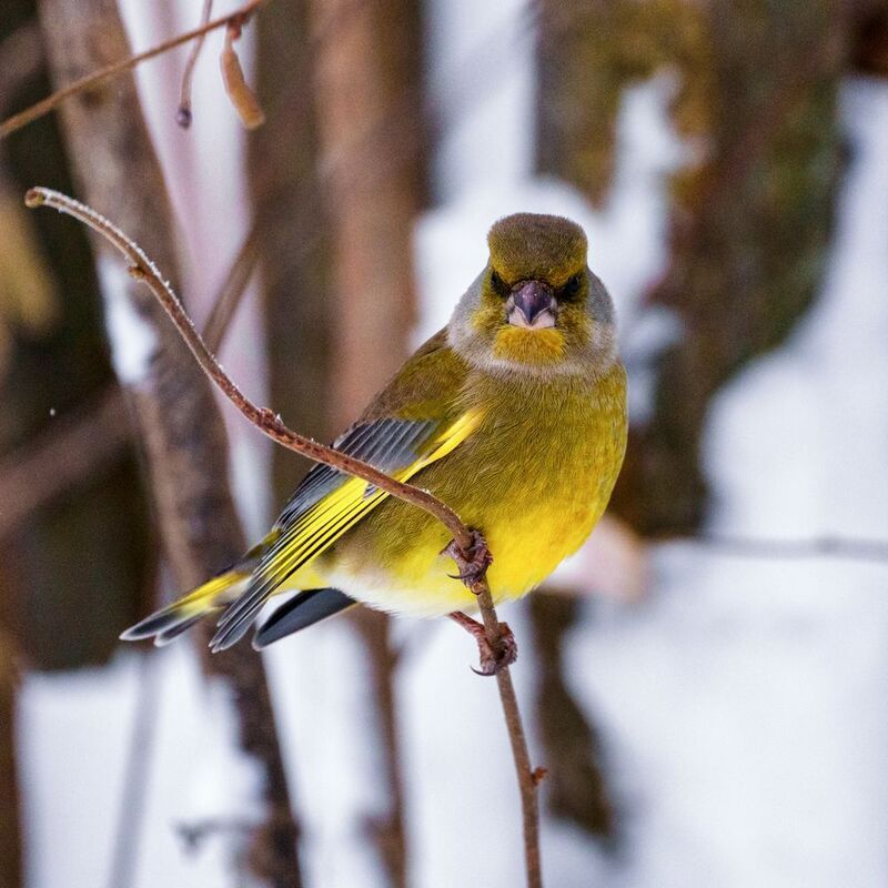 зеленушкаphoto preview