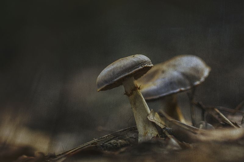 nature, close-up, outdoor, mushroom, fungus Inocybe geophyllaphoto preview