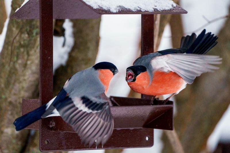 ток у снегирейphoto preview