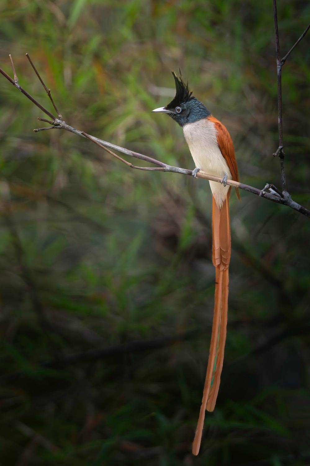 , Ширгин Сергей