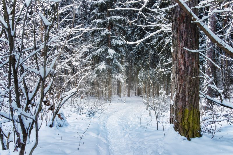 лес, деревья, снег, свет В заснеженном лесуphoto preview