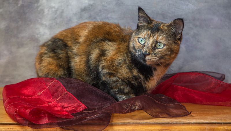 Киса.photo preview