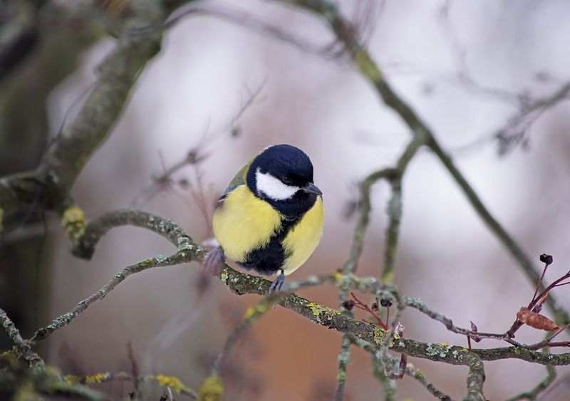 Синицаphoto preview