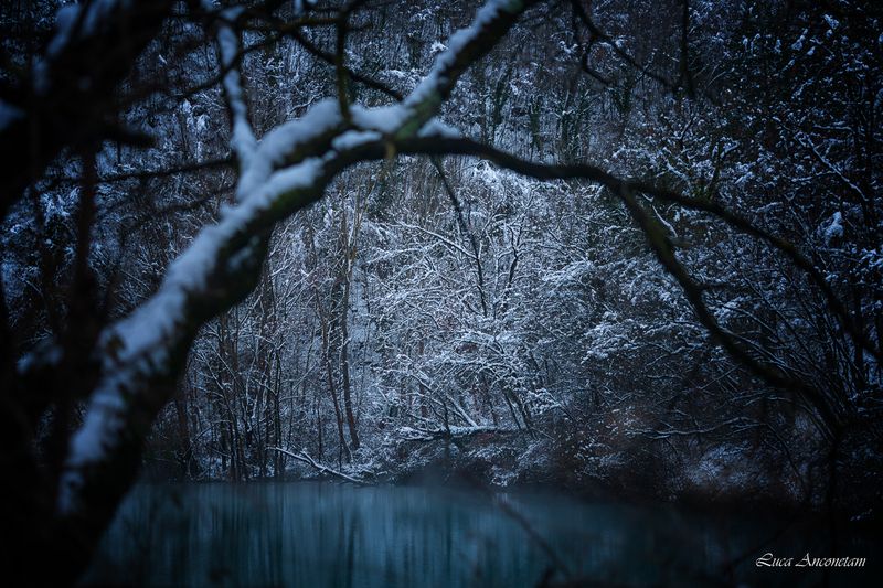 lake water winter snow trees nature landscape cold Winter on the lakephoto preview