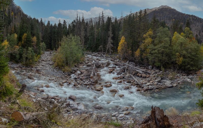 горы, осень, река, панорама, домбай, теберда, карачаево-черкесия, ели ОСЕННЯЯ ПАНОРАМАphoto preview