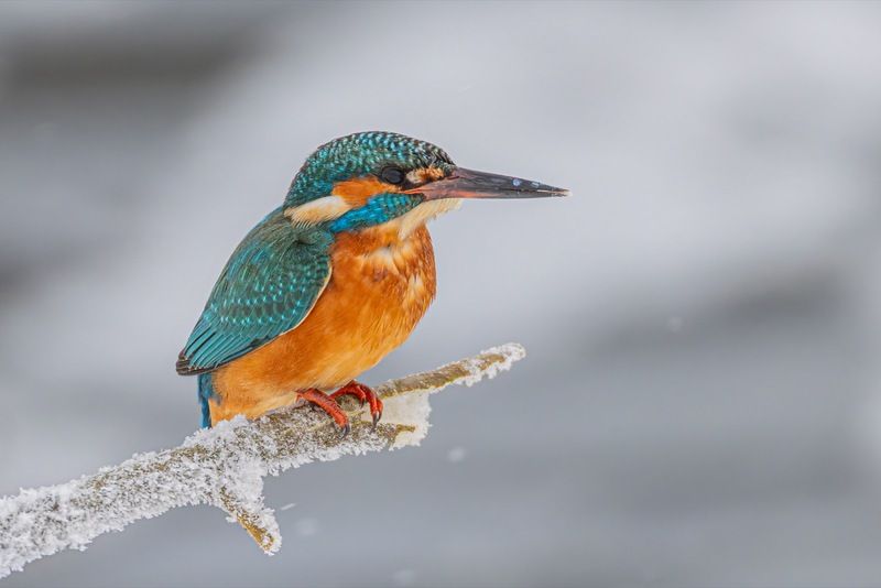 зимородок, птицы Зимородок фото превью