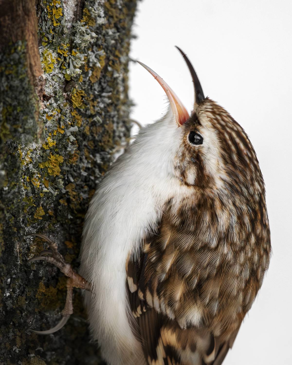 wildlife, birdwatching, nature, bird photography, птица, фотоохота, природа, пищуха, Полина Шальнева