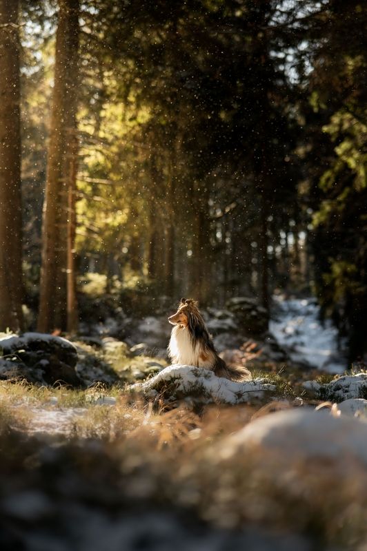 Dog Photography фото превью