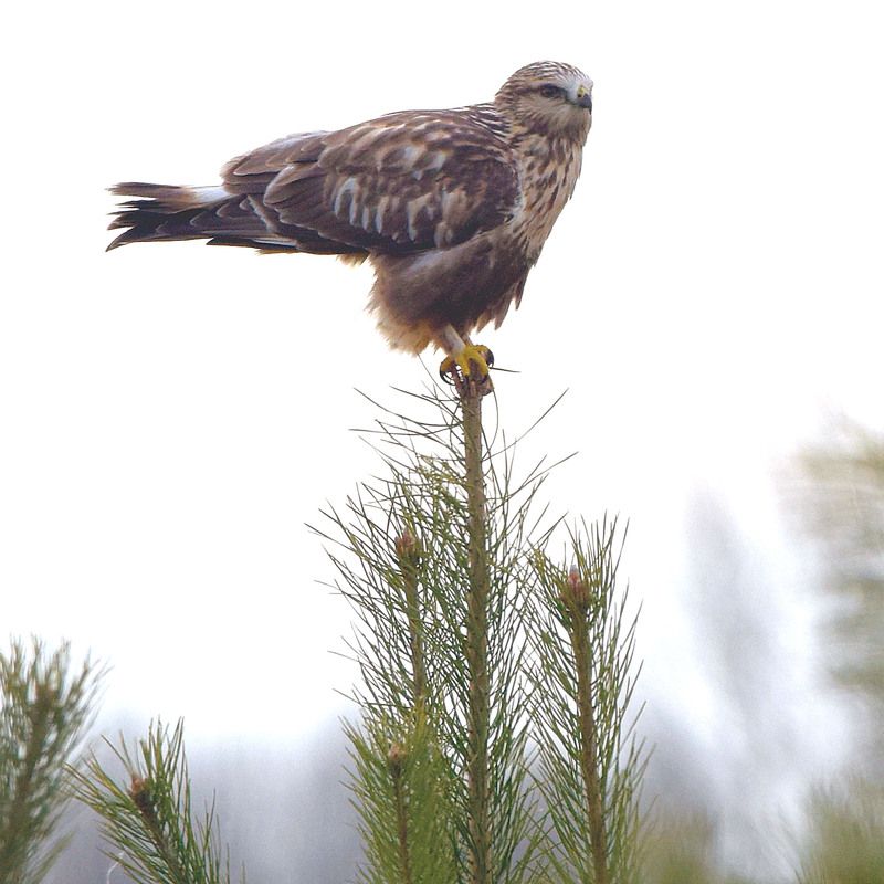 В дозореphoto preview