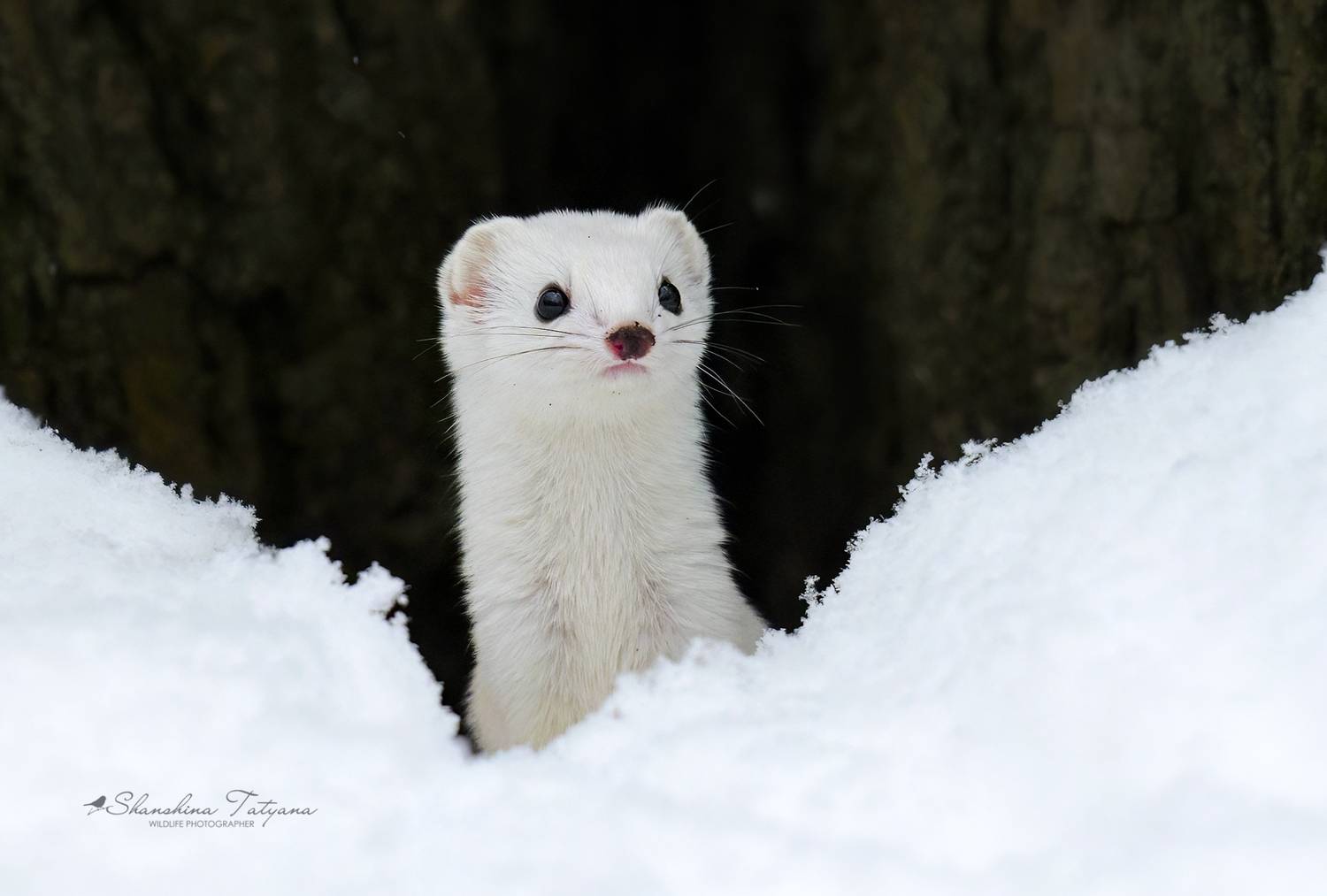 звери, ласка, Татьяна Шаньшина