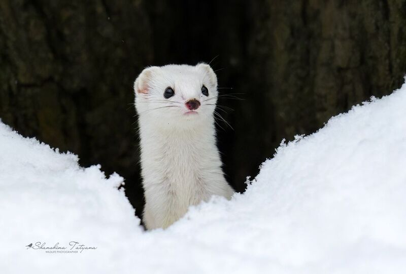 звери, ласка Ласкаphoto preview