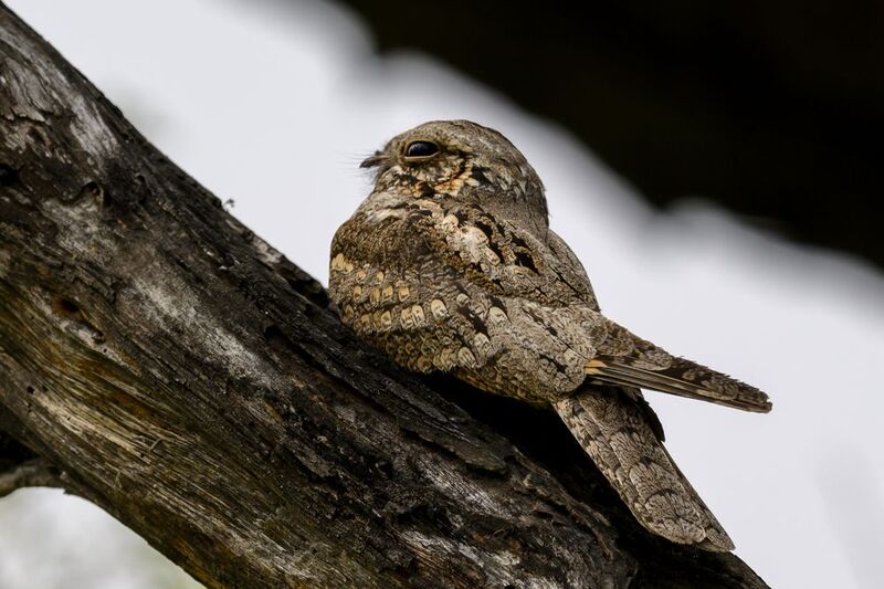 Козодойphoto preview