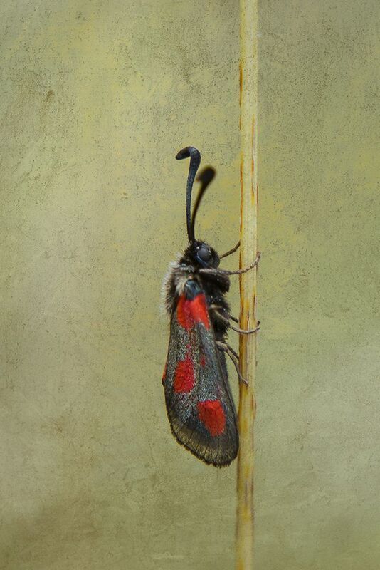 nature, close-up, outdoor, lepidoptera, insect, arthropod, summertime, fusion, painted Zygaena faustaphoto preview