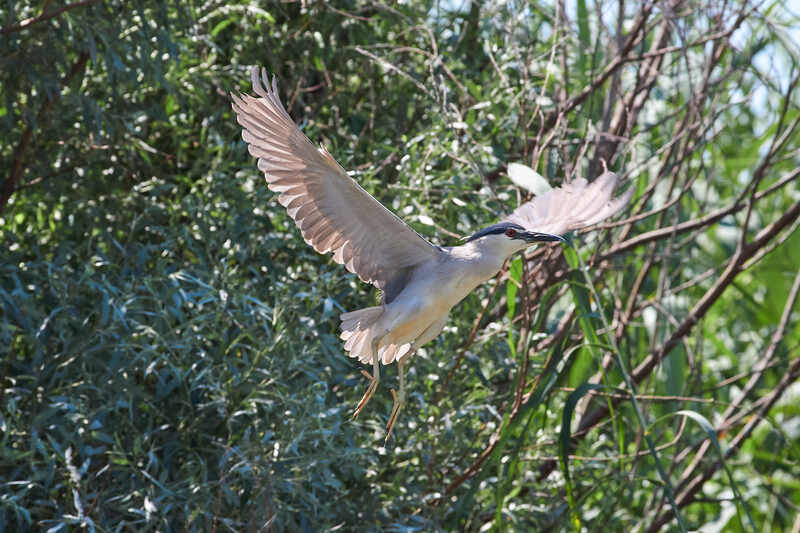 кваква, птицы,  Квакваphoto preview