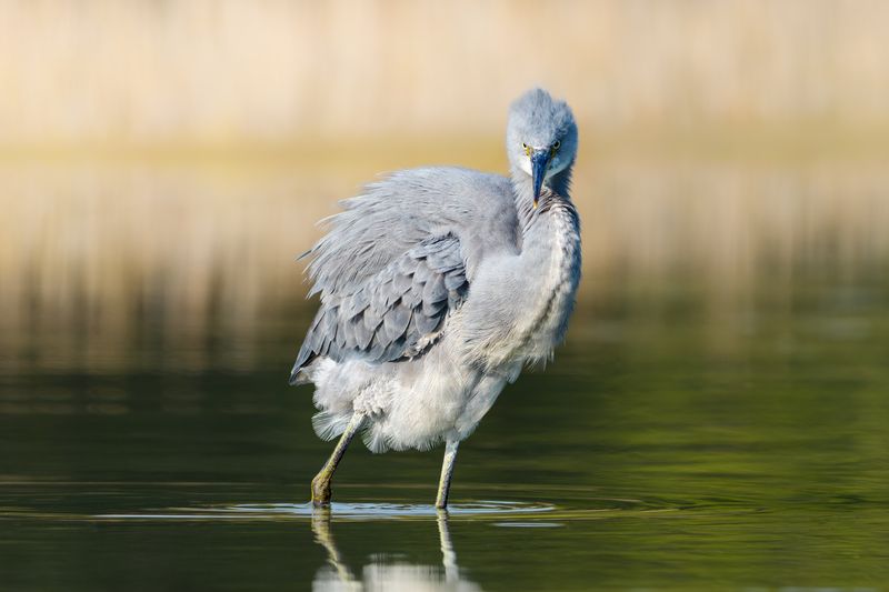 птица, фотоохота, цапля, природа, фауна Рифовая цапляphoto preview