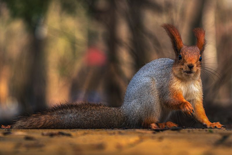 парк, животные, белка Улыбочку, снимаю!photo preview