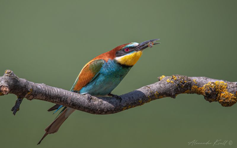 щурка, золотистая щурка, пчелоедка, merop apiaster Пчела на перекусphoto preview