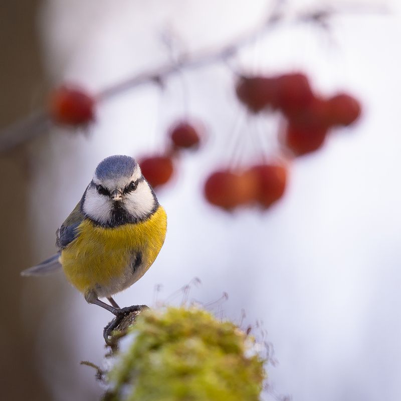 Titmousephoto preview