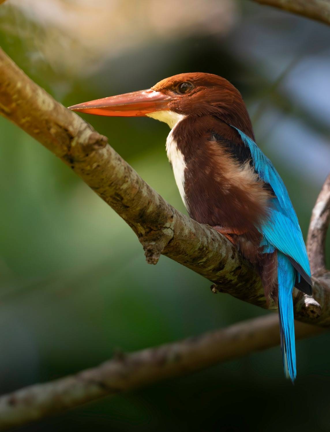 , Ширгин Сергей