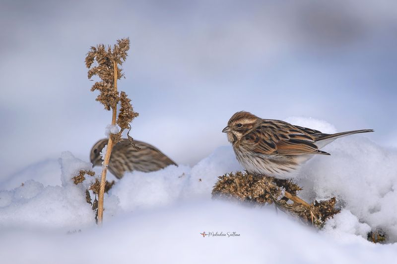 зима, фотоохота, овсянка, тростниковая овсянка, птица Почти воробей.photo preview