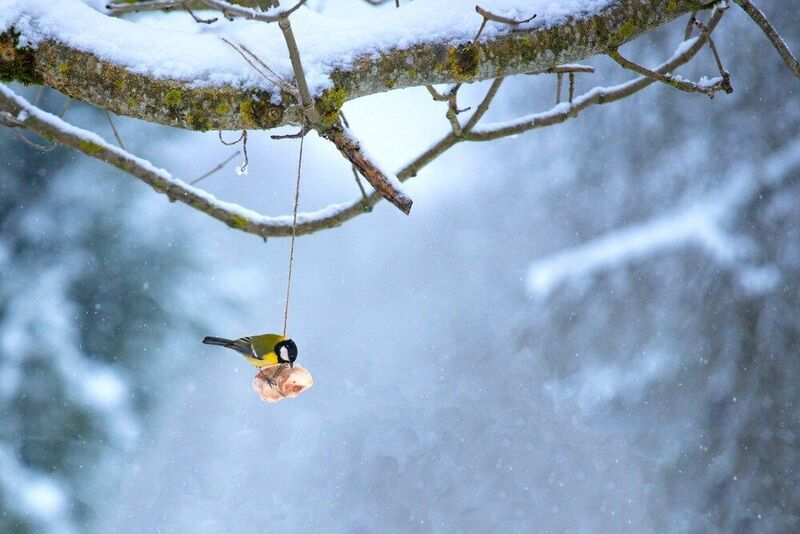 птичка, синичка Синичкаphoto preview