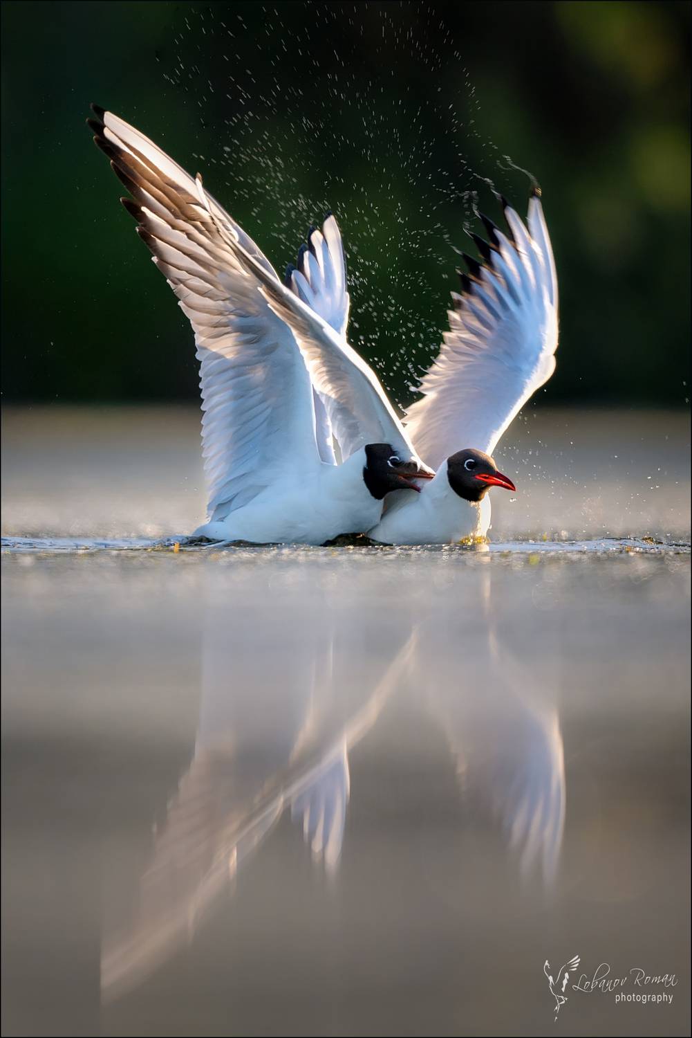 , Лобанов Роман