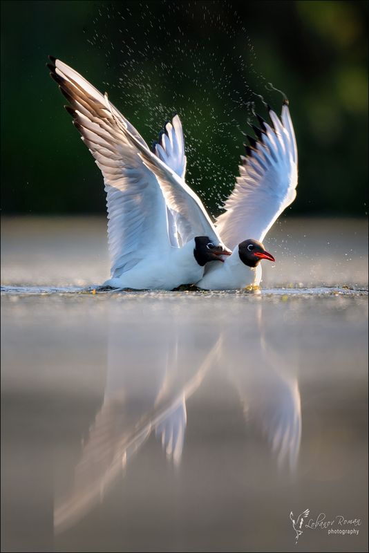 Разборкиphoto preview