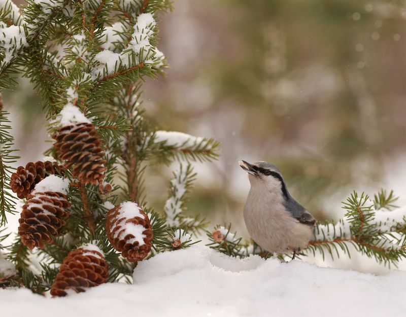 нерюнгри, поползень, якутия, птицы, женялевина, евгениялевина, птицыякутии, птицылевиной Поползеньphoto preview