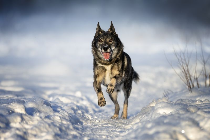 Снежно-солнечный Юшок фото превью