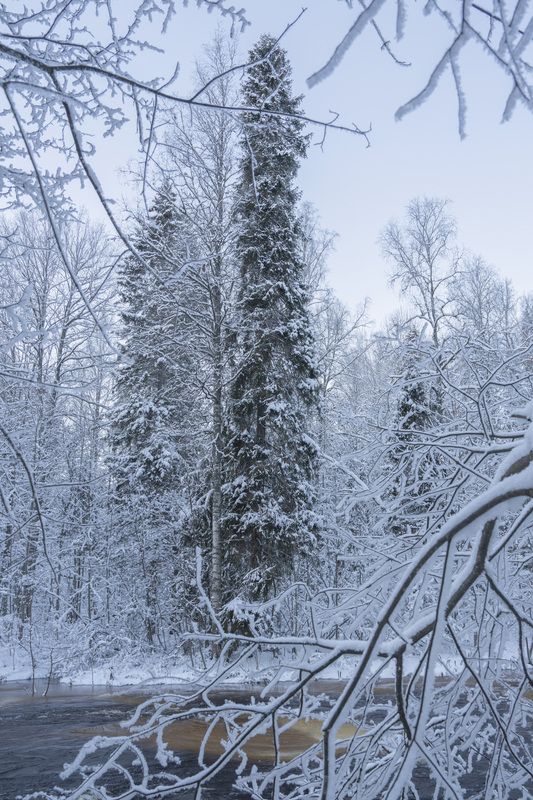 река, линдуловская роща, река рощинка, зима  фото превью