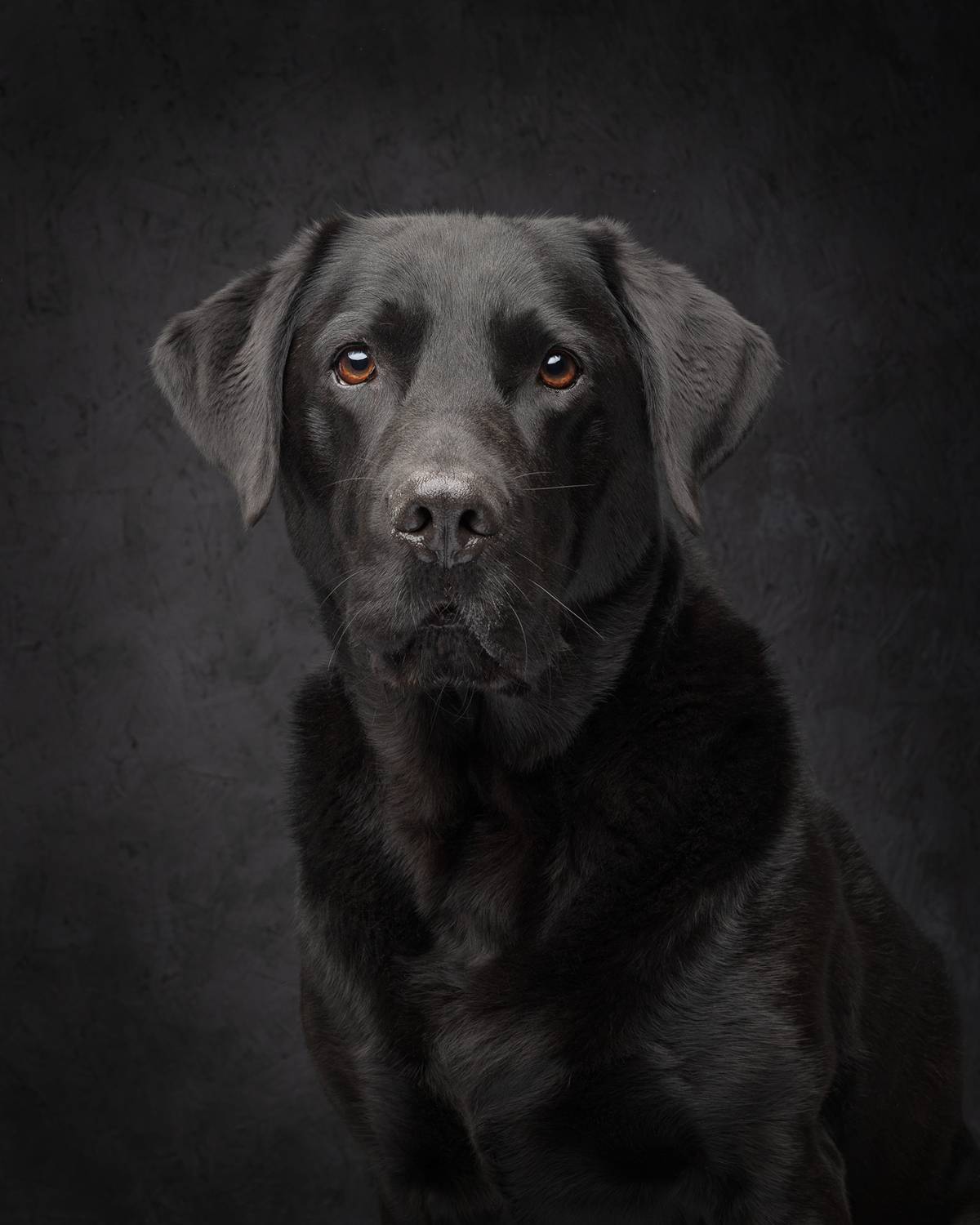 Milo. Автор: Carolyn Bray #blacklabrador #labrador #dog, Carolyn Bray