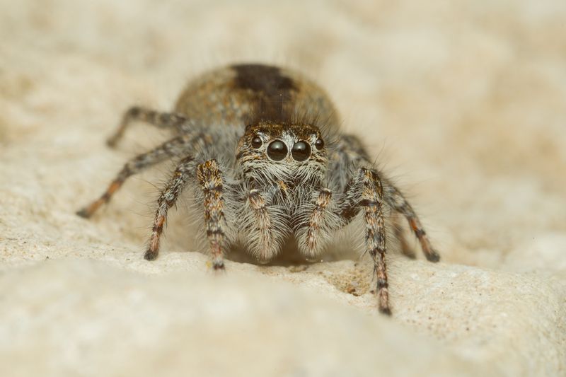 скакун боярышниковый ,philaeus chrysops, филеус златоглазый,макро,крым,вега11у Скакун боярышниковый (Philaeus chrysops) или филеус златоглазый. фото превью